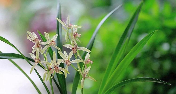 兰花开花的象征意义（探寻兰花开花背后的深层意义）