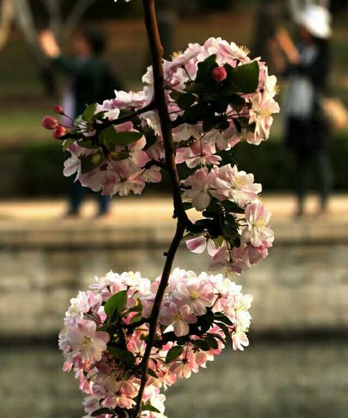 龙须海棠花语（龙须海棠花语与人生的启示）