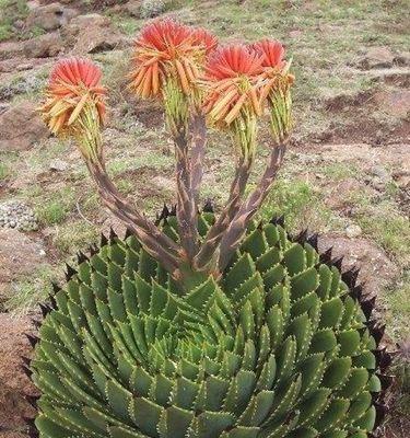 芦荟（芦荟的象征意义与独特魅力）