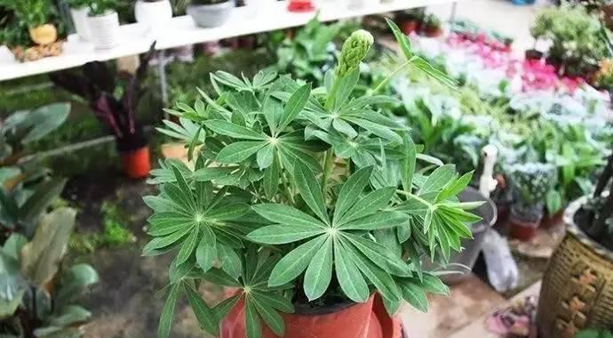 观叶植物的肥料施用技巧（选择适合观叶植物的肥料和正确施肥方法）