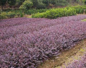 探秘灌木花卉的美妙世界（从品种特点到繁殖技巧）