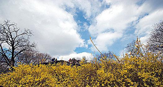 认识灌木——生命力顽强的多年生植物