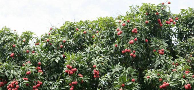 广东荔枝，夏日鲜果（几月份成熟上市）