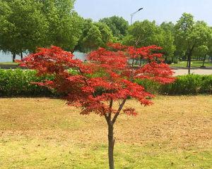 探秘广西种植枫树的可能性（枫树在广西的适应性和市场前景分析）