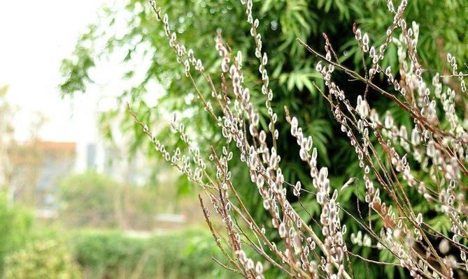 广玉兰的柔荑花序特征（探究广玉兰的花序类型）