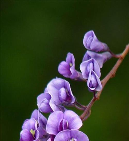 紫色丁香花的花语（传递神秘和高贵的紫色能量）