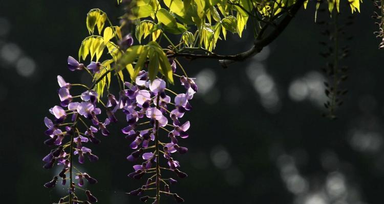 紫藤花的意义及象征（探寻紫藤花的寓意与美丽）