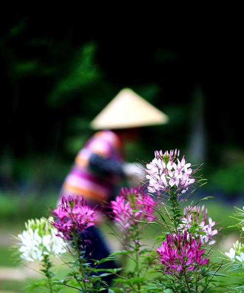 醉蝶花的花语（散发迷人香气的醉蝶花）