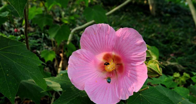 芙蓉花的象征意义与文化价值（解读芙蓉花的美丽与深意）