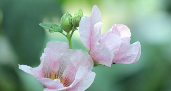 芙蓉花的花语与代表意义（探寻芙蓉花背后的神秘力量）