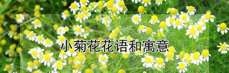 绿菊花的花语与寓意（传递着生命的希望与坚韧）