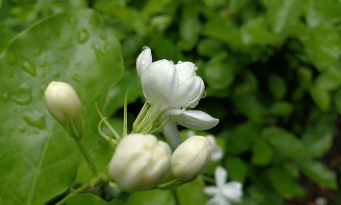 茉莉花的意义与象征（探寻茉莉花的文化内涵）