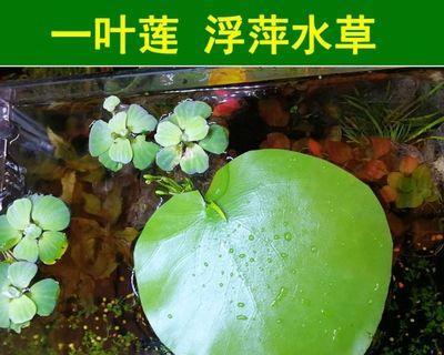 绿菊水草无根可活（探秘绿菊水草的生命力）