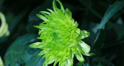 绿菊的开花特点（探究绿菊一年开几次花）