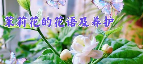 茉莉花的花语与代表意义（唤醒心灵的清新芬芳——茉莉花的美丽寓意）