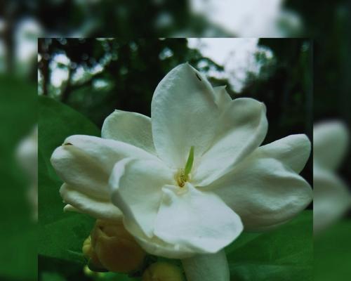 茉莉花的花语与代表意义（唤醒心灵的清新芬芳——茉莉花的美丽寓意）