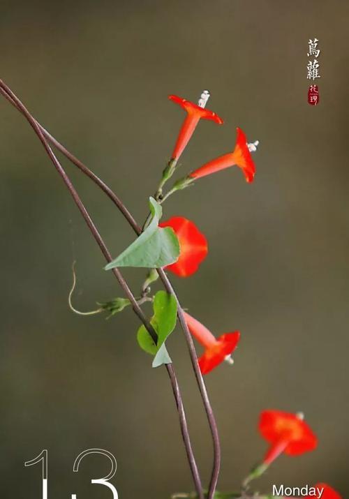 茑萝花的花语和寓意（茑萝花的美丽传递着感激和友情）