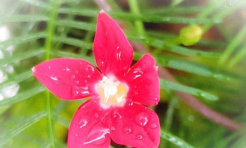 茑萝花的花语和寓意（茑萝花的美丽传递着感激和友情）