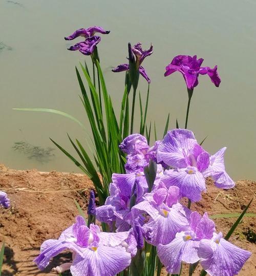 菖蒲花的花语与寓意（菖蒲花的花语）