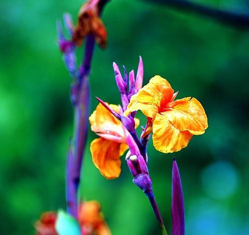 菖蒲花的花语与寓意（菖蒲花的花语）