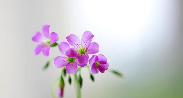 醡浆草花语——自由与奋斗的象征（追求梦想）