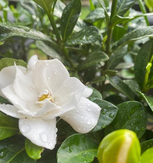 栀子花（迷人的栀子花花语与种植技巧）