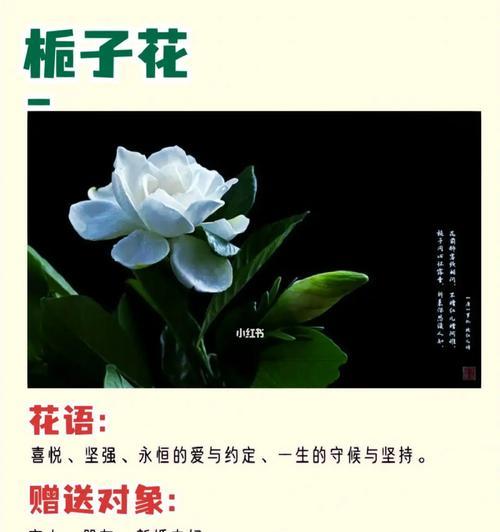 栀子花（迷人的栀子花花语与种植技巧）