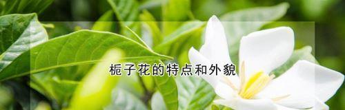 栀子花语（栀子花的象征意义与传承）