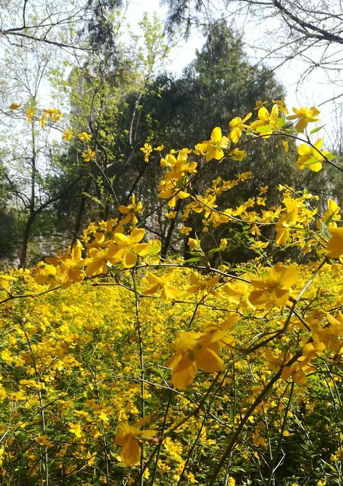 以棣棠花的花语和传说（以棣棠花的寓意与美丽传说）