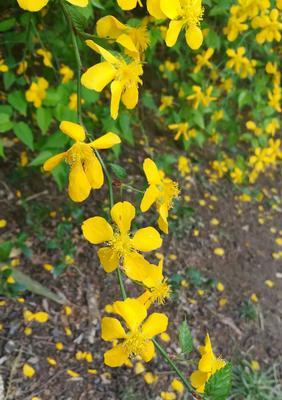 以棣棠花的花语和传说（以棣棠花的寓意与美丽传说）