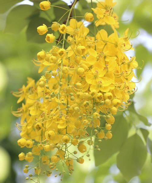 橄榄花（以橄榄花为媒介）