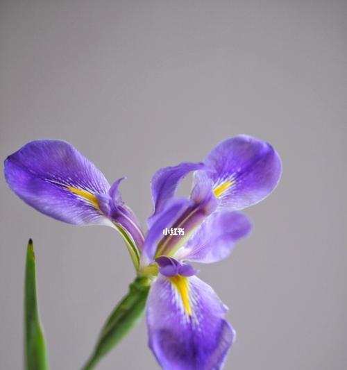 鸢尾花（深入解读鸢尾花的象征和意义）