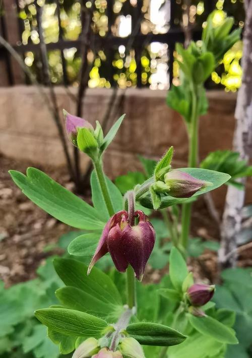 耧斗菜花语与传说（揭秘耧斗菜的花语和寓意）