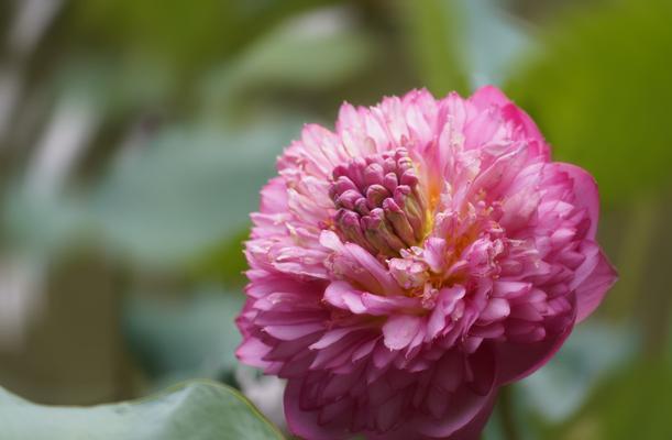 澳门市花莲花的象征意义与文化传承（澳门市花莲花的美丽与独特魅力）