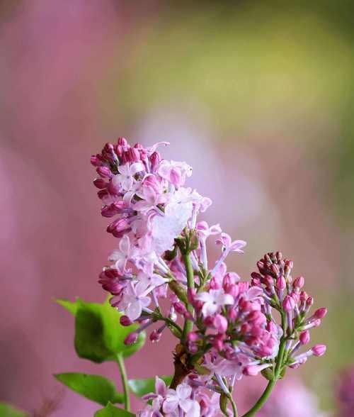 花开八瓣，象征无尽寓意（探寻八瓣花的深刻象征意义）