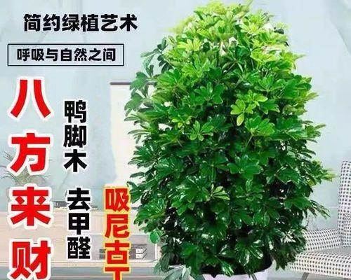 八方来财树开花的预示意义及传说（寓意深远）