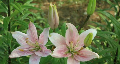 白百合花的象征意义（纯洁与守护的象征）