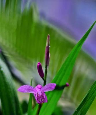 白芨盛开花语与寓意（白芨之美与花语）