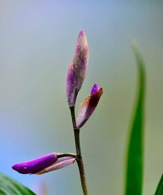 白芨盛开花语与寓意（白芨之美与花语）