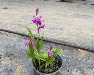 白芨盛开花语与寓意（白芨之美与花语）