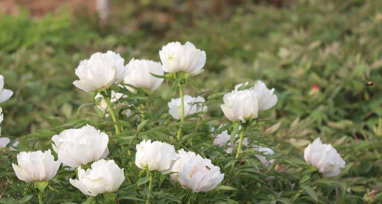 白色牡丹花的寓意与象征（探寻美丽的花朵）