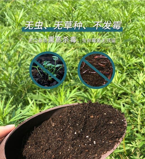 绿萝土多肉种植全攻略（绿萝土与多肉植物的完美组合）