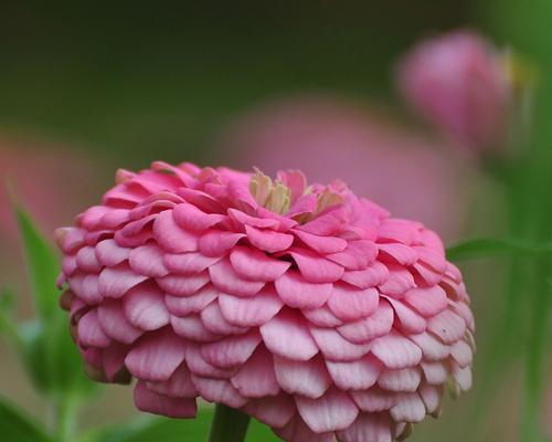 百日草花的象征意义及美丽之处（解读百日草花的寓意与赏析）