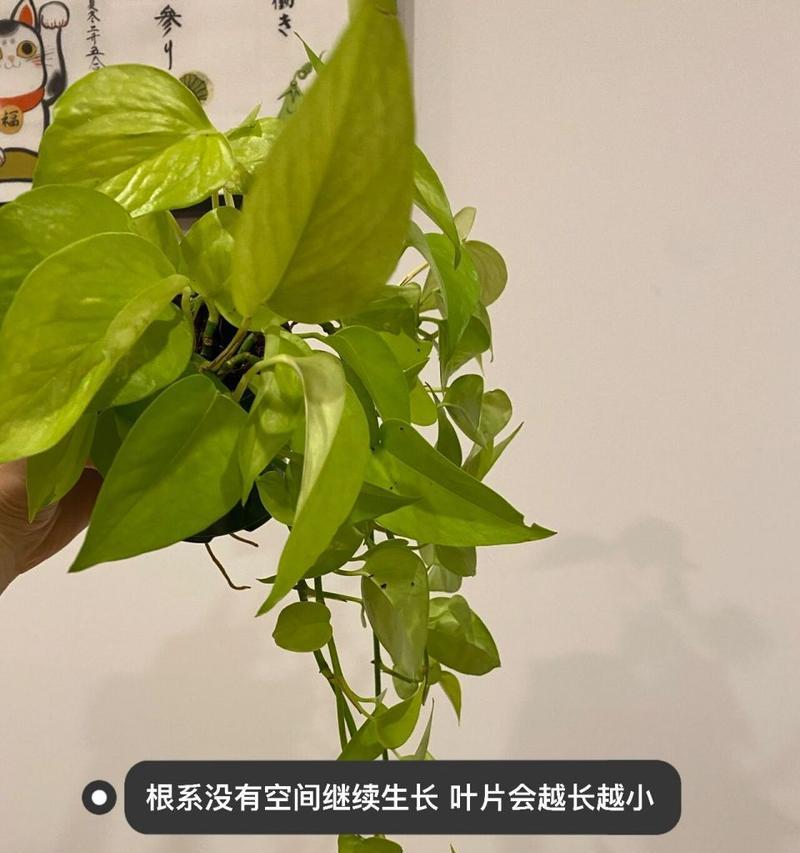 如何解决绿萝叶子下垂的问题（绿萝发软下垂）