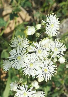 保定市花——丁香花的美丽与象征意义（保定市花丁香花的主要特点和文化内涵）