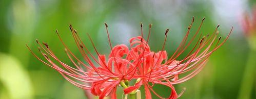 彼岸花（一朵凌乱的红花）