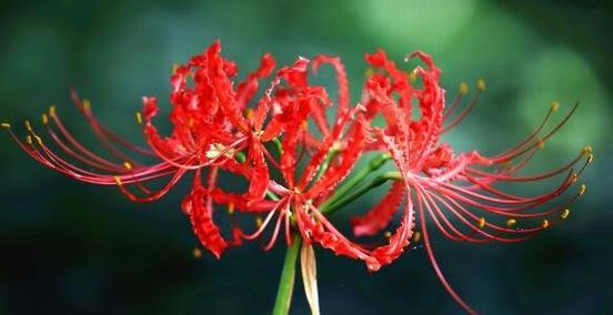 彼岸花的多彩花语与意义（探寻彼岸花的不同颜色所代表的含义）