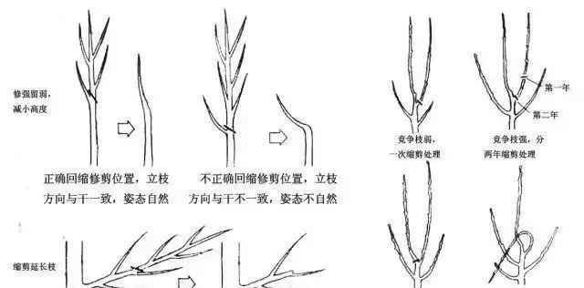 绿萝修剪指南——打造美丽枝叶造型（如何修剪绿萝）