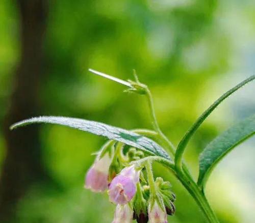 奋斗之花（以花语表达奋斗）