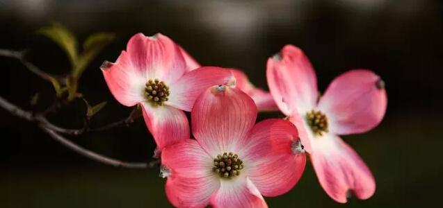 感谢的花（以花为媒介）